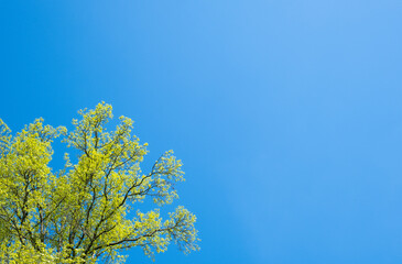 Fototapeta premium tree canopy with yellowish green leaves cropped against a clear blue sky, color contrast, looking upward, copy space