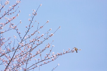 Birds in cherry tree