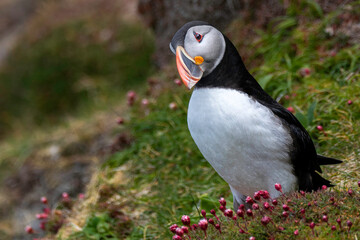 Puffin