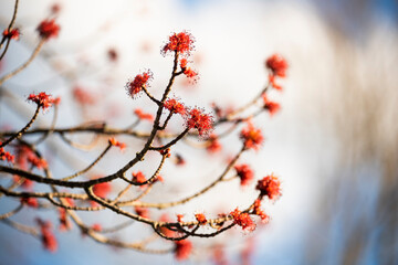 Blooming red maple buds in early spring. Selective soft focus with shallow depth of field