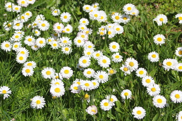 Fototapeta premium Field of white and yellow daisies and green fields on a sunny day.