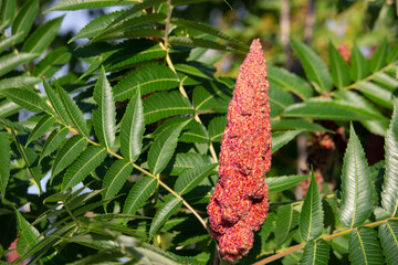 Red Staghorn sumac at the ravine Ontario