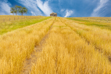 A long road with tall grass leading to an abandoned home on the Saskatchewan prairies