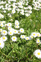 Fototapeta premium White daisies abound in the United States.
