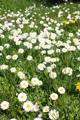White daisies abound in the United States.
