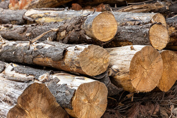 A stack of pine trees freshly cut in South Australia on February 20th 2022