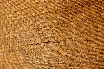 A close up of of the saw marks from a freshly cut pine tree on February 20th 2022