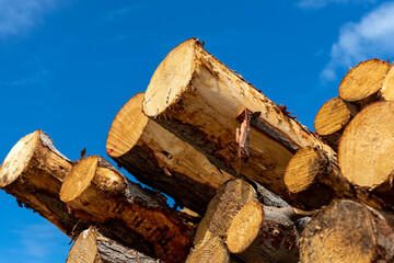 A stack of pine trees freshly cut with a blue sky background in South Australia on February 20th 2022