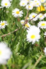 Little white daisies grow in a green field on a hot day in Canada.