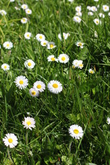 Field of white daisies and green fields in spring