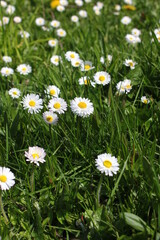 Field of white daisies and green fields in spring