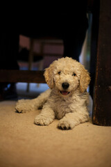 groodle puppy sitting under a table