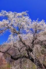 信州高山村五大桜　赤和観音のしだれ桜