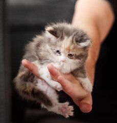 Cute Maine Coon Kitten Portrait