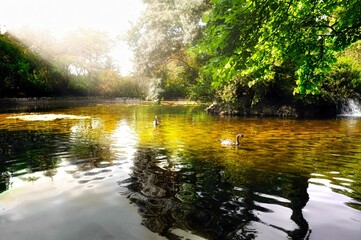 En el estanque dorado 2