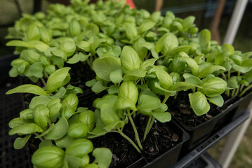 Basil at a farmers market