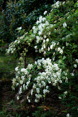 SONY DSC wisteria, reeves spiraea,huji,kotemari,flower,plant,nature,white,purple,green,
spring,