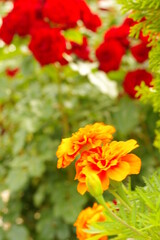 太陽の光を浴びて咲き誇るバラ園の気品漂う黄色とオレンジ色の混ざった薔薇の花