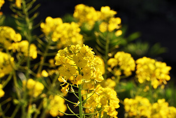春　菜の花
