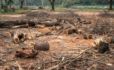 Group of logs after cut the tree. Logs used for fuel sources.