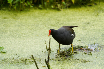 Common Gallinule