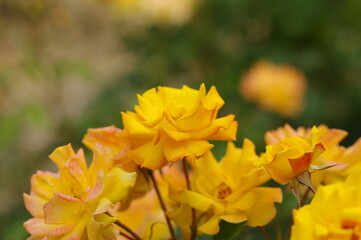 太陽の光を浴びて咲き誇るバラ園の気品漂う黄色い薔薇の花