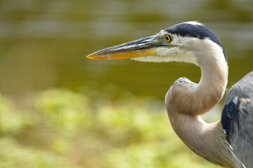Great Blue Heron