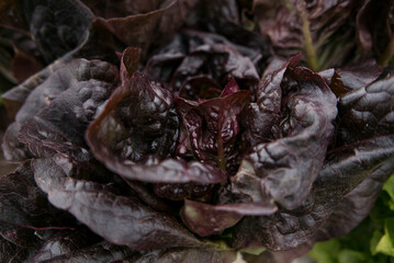 purple lettuce 