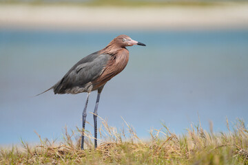Reddish Egret