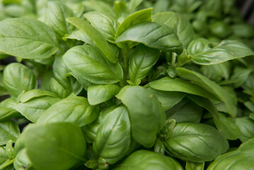 basil bunch