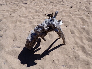 Surgical mask discarded and hanging from gnarled driftwood