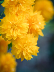 Small parts of nature create a nice design. It soothes my heart.