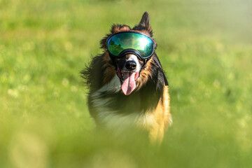 Portrait of a border collie outdoors wearing an eye protection mask - obrazy, fototapety, plakaty