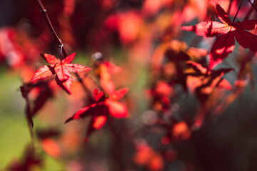 red japanese maple plant in the sunshine, close-up shot at extremely shallow depth of field