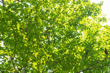Fototapeta na wymiar forest leaves sunlight nature beautiful peaceful pure