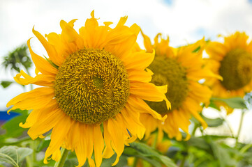 Fototapete bei efototapeten.de bestellen   