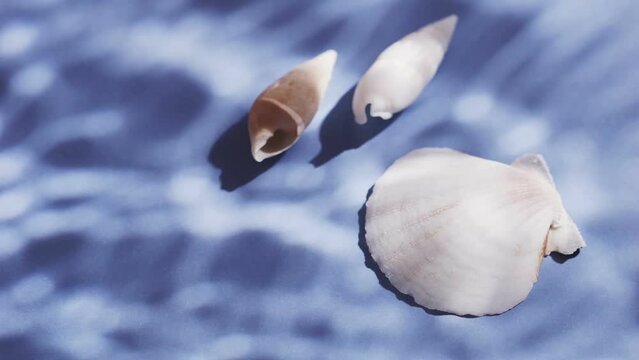 White shell isolated on blue background, Tropical and cool summer background, Creative idea minimal summer concept	
