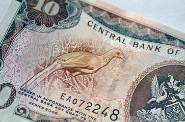 Rufous-vented Chachalaca or Cocrico bird on Trinidad and Tobago banknote - 500656753