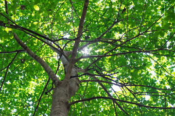 Fototapeta na wymiar forest leaves sunlight nature beautiful peaceful pure