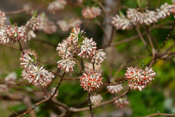 満開のアカバナミツマタ