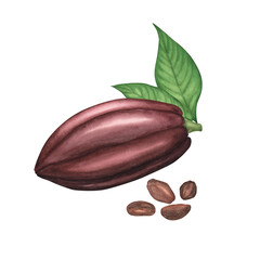 Cocoa pod with beans isolated on white background. Watercolor hand drawn illustration. Art for design chocolate