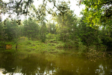 Fototapeta na wymiar Lake in the middle of the jungle and forest landscape wallpaper