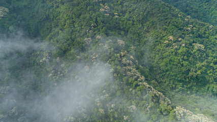 Drone aerial view of green forest with  flowering castanopsis fissa trees in spring