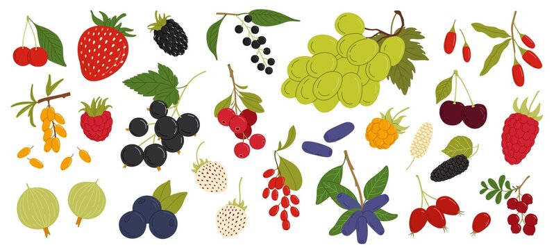 Organic ripe berries, raspberry or blueberry fruits with strawberry and blackberry, vector harvest. Forest berries, cranberry with garden cherry and currant, gooseberry, blackcurrant and grape