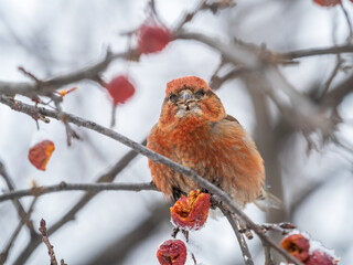 Red Crossbill male sitting on the tree branch and eats wild apple berries. Crossbill bird eats berries.