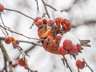 Red Crossbill male sitting on the tree branch and eats wild apple berries. Crossbill bird eats berries.