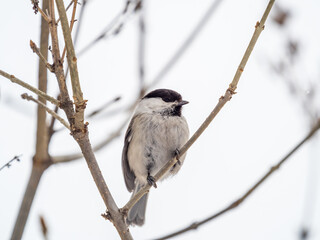 Cute bird the willow tit, song bird sitting on a branch without leaves in the winter.