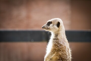 meerkat looking up