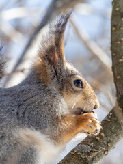 The squirrel with nut sits on tree in the winter or late autumn. Portrait of the squirrel close-up