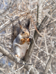Obraz premium The squirrel with nut sits on tree in the winter or late autumn